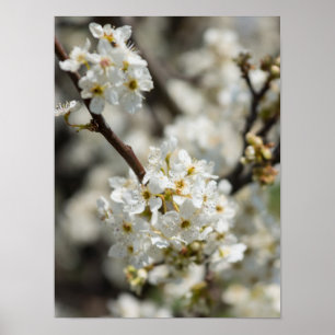 Pôster Bradford Select Focus