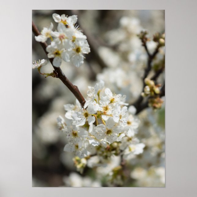 Pôster Bradford Select Focus (Frente)