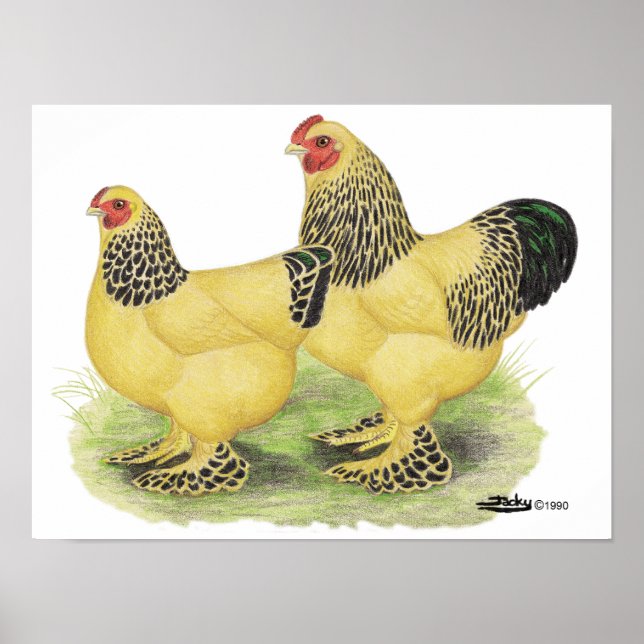 Pôster Brahma Buff Pair (Frente)