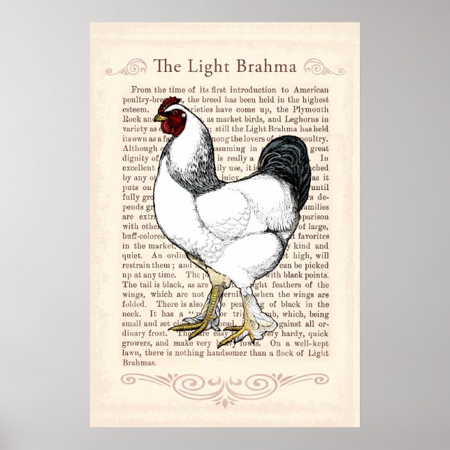 Pôster Brahma Chicken Country Kitchen Decor (Frente)