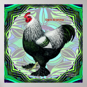 Poster Brahma: Rico Dark Rooster