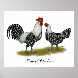 Pôster Brakel Chickens