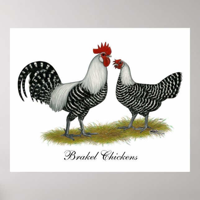 Pôster Brakel Chickens (Frente)