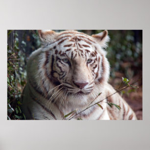 Poster Branca Bengal Tiger