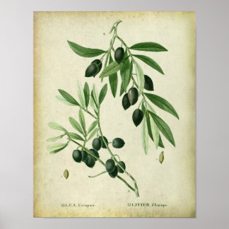 Poster Branch n.º 11 Farmhouse Wall Decor