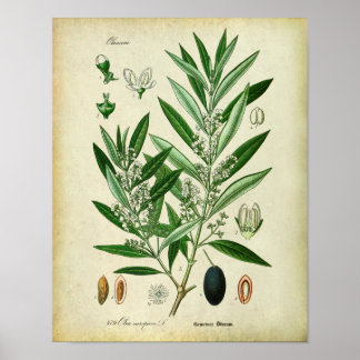 Poster Branches n.º 2 Ilustração Botânica