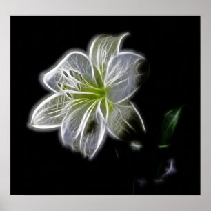 Pôster branco-82698 flor branca de lírio beleza natural 