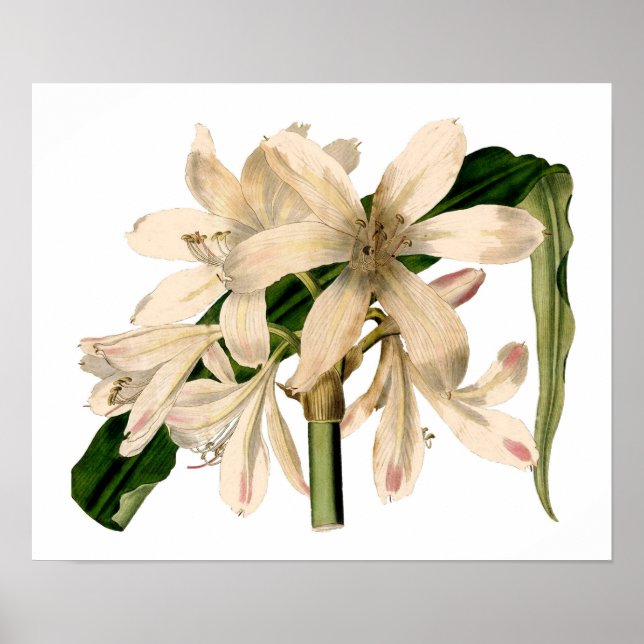 Pôster Branco Amaryllis Botânico (Frente)