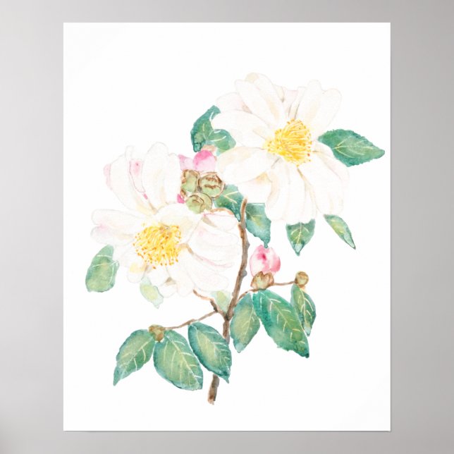 Poster branco camellia flores aquarela (Frente)