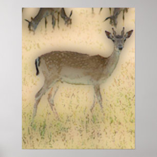 Poster 'Branco-cauda Grazing
