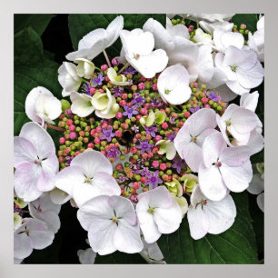Poster branco Center colorido do Hydrangea de