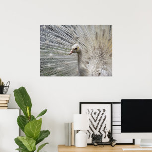 Poster Branco da neve