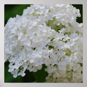 Poster branco do Hydrangea