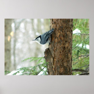 Poster branco do inverno do pica-pau-cinzento de