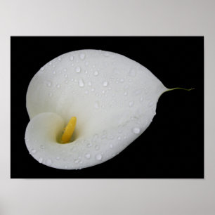 Poster branco do lírio de Arum da gota de orvalho