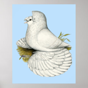 Pôster Branco do pombo da trompetista
