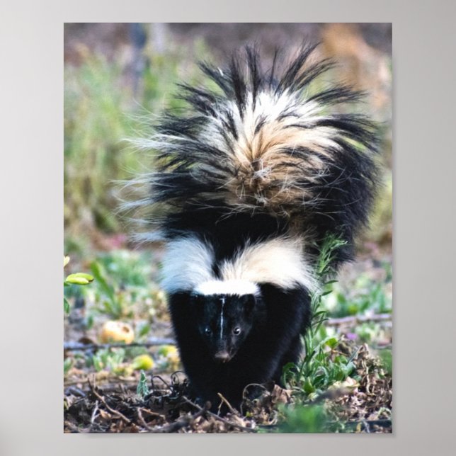 Poster Branco e preto-e-branco (Frente)