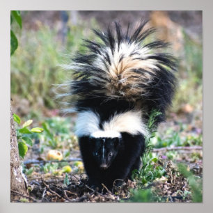 Poster Branco e preto-e-branco