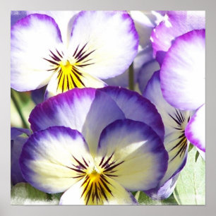 Poster branco e roxo das violas