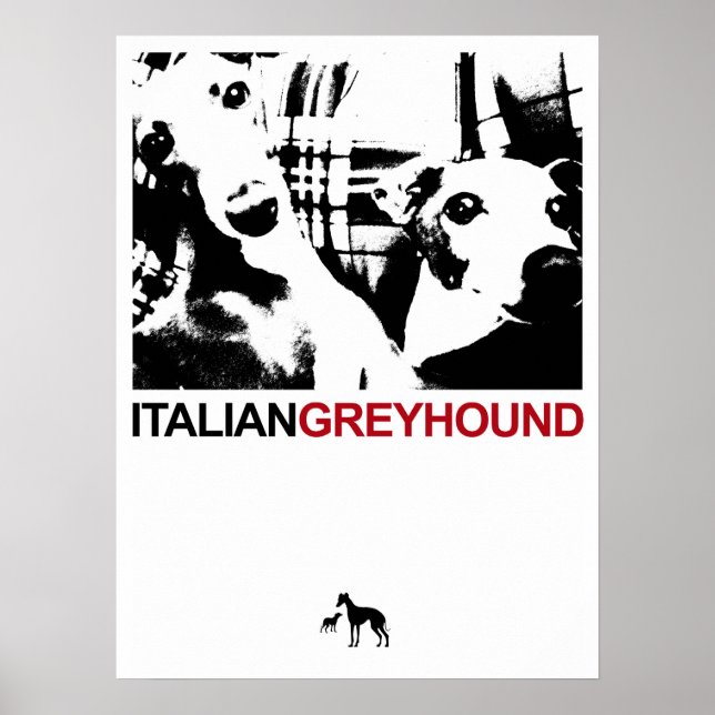 Poster Branco italiano Greyhound (Frente)