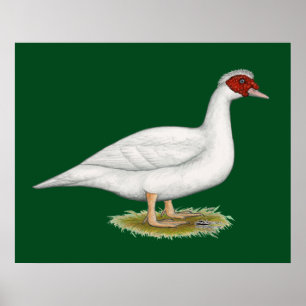 Pôster Branco Muscovy do pato