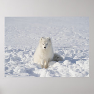 Poster Branco-raposa