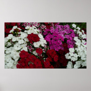 Pôster Branco, Rosa e Vermelho Dianthus Floral