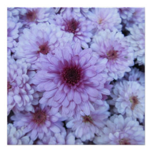 Pôster Branco roxo do crisântemo