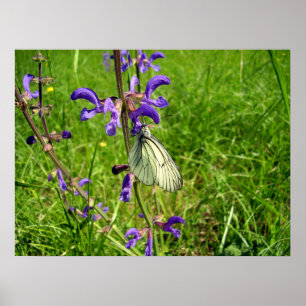 Poster branco veado preto da borboleta