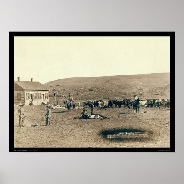 Pôster Branding Cattle SD 1891 (Frente)