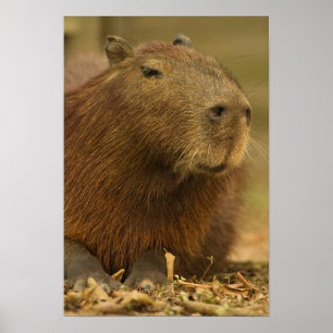 Pôster Brasil, Pantanal, Matto Grosso. Capivara