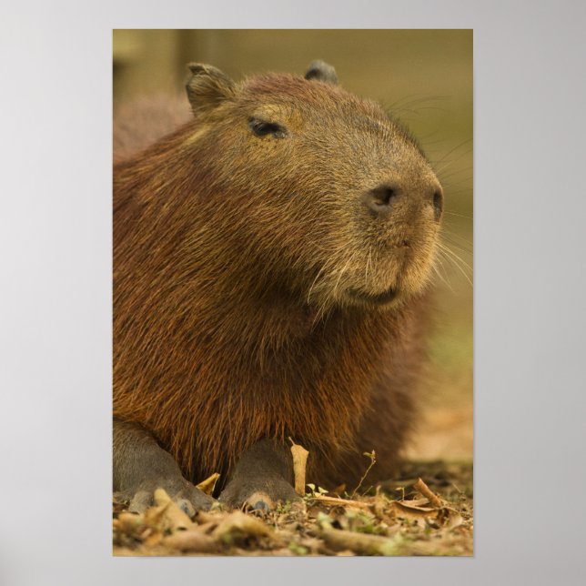 Pôster Brasil, Pantanal, Matto Grosso. Capivara (Frente)