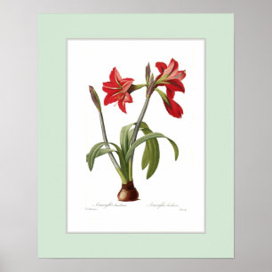 Pôster Brasiliensis do Amaryllis, beira feita sob