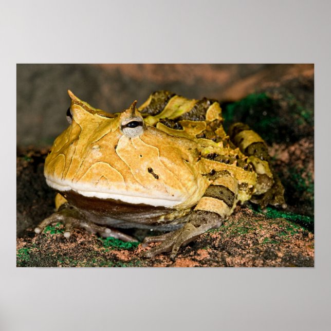 Poster Brazilian Horn Frog, Ceratophrys cornuta, 3 (Frente)