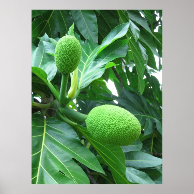 Pôster Breadfruit (Frente)