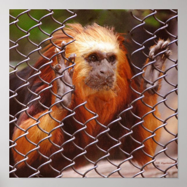 Pôster Breakout (Frente)