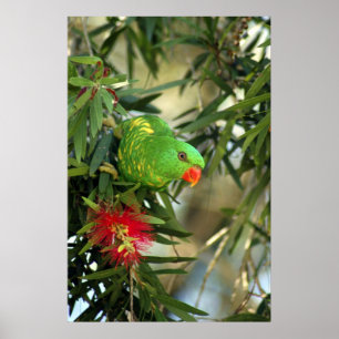 Pôster Breasted escamoso Lorikeet