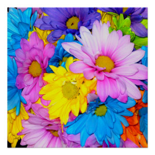 Pôster Bright Daisy Flower Mix Perfect Poster
