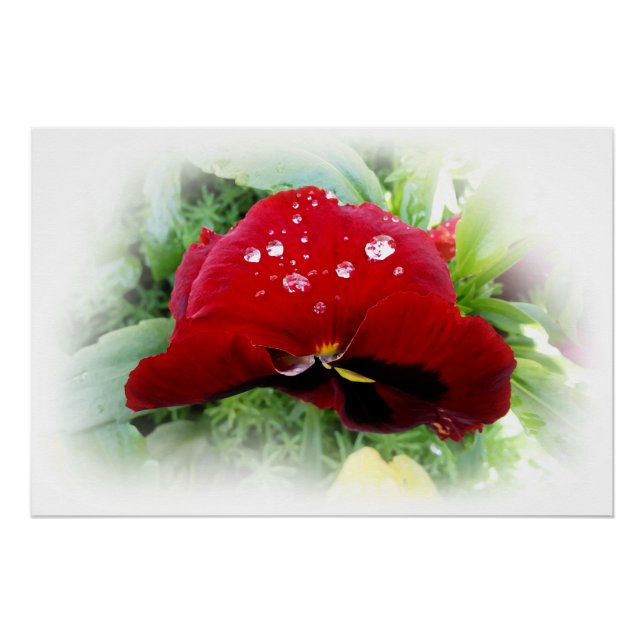 Pôster Bright Red Pansy (Frente)