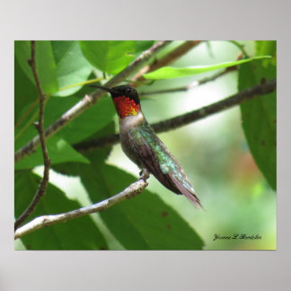 Pôster Bright Red Ruby-Throat Hummingbird