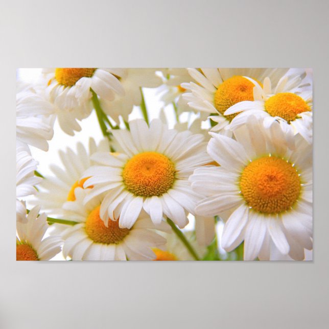Poster Bright Summer Daisies (Frente)