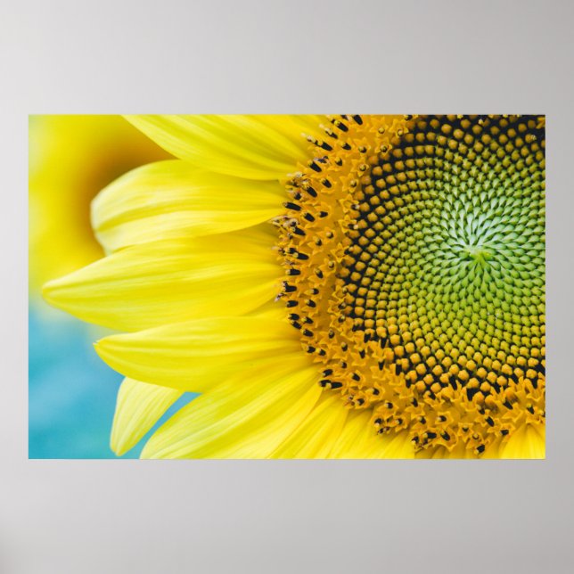 Poster Bright Sunflower (Frente)