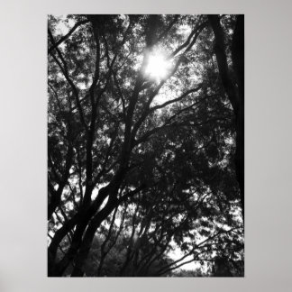 Poster Brilhando nas Árvores