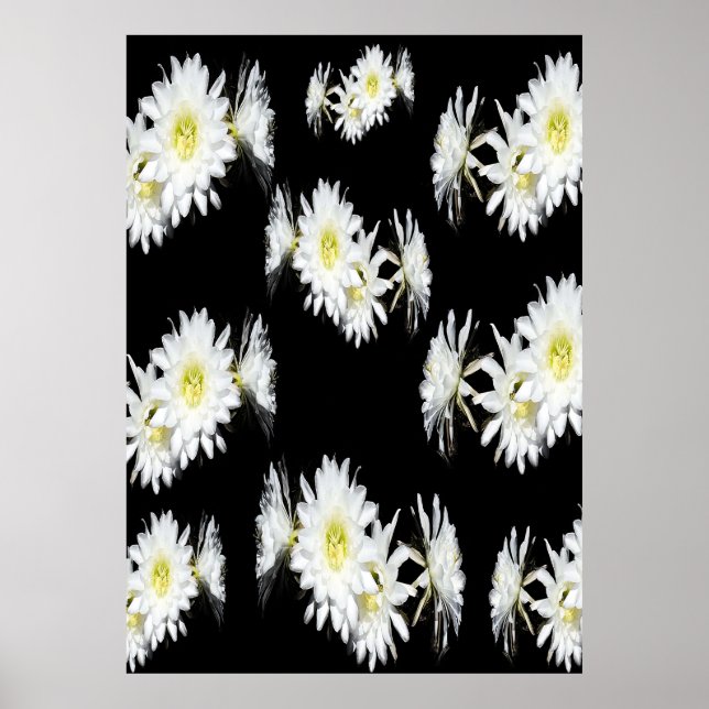 Poster Brilhantes À Meia-Noite: Flores Brancas De Cactus  (Frente)
