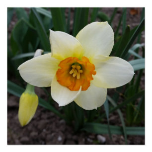 Pôster brilho branco de daffodilo