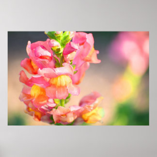 Pôster Brilho em mim