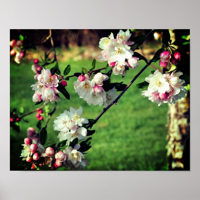 Poster Brilhos Cor-De-Rosa E Primavera Branco (Frente)