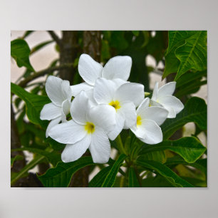Poster Brilhos de Plumeria Branca