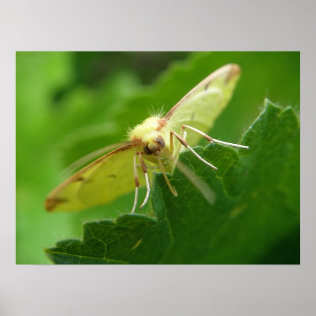 Poster Brimstone Moth Print (Frente)