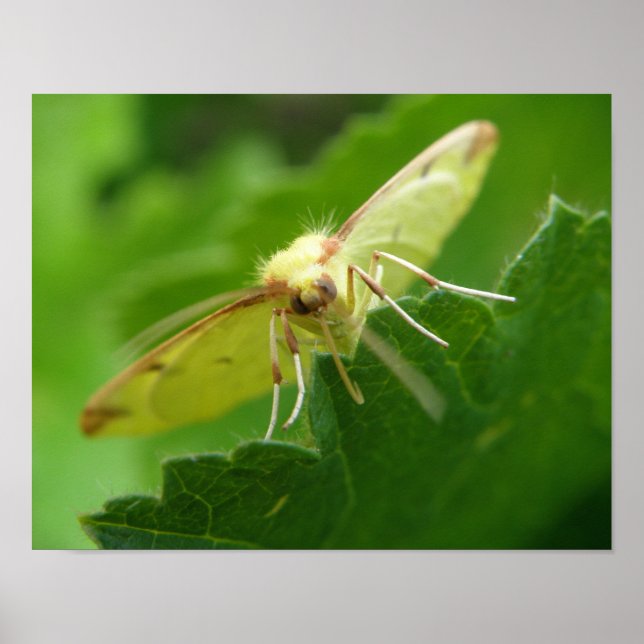 Poster Brimstone Moth Print (Frente)